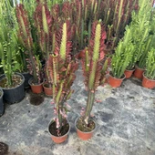 Sınırlı Üretim Bol Dallı Euphorbia Trigona Red - Afrika Kırmızı Süt Ağacı Kaktüsü - 1