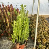 Bol Dallı Büyük Boy Euphorbia Trigona Green - Afrika Yeşil Süt Ağacı Kaktüsü - 3
