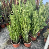 Bol Dallı Büyük Boy Euphorbia Trigona Green - Afrika Yeşil Süt Ağacı Kaktüsü - 4