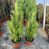 Bol Dallı Büyük Boy Euphorbia Trigona Green - Afrika Yeşil Süt Ağacı Kaktüsü - 2