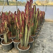 Büyük Boy Bol Dallı Euphorbia Trigona Red- Afrika Kırmızı Süt Ağacı Kaktüsü - 1