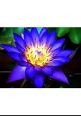 20 Adet Tohum Oganik Mavi Lotus Çiçeği Nilüfer Su Çiçeği Mavi Lotus Çiçek Hediye Tohum - 3