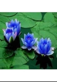20 Adet Tohum Oganik Mavi Lotus Çiçeği Nilüfer Su Çiçeği Mavi Lotus Çiçek Hediye Tohum - 1