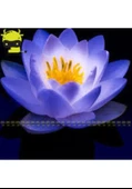 20 Adet Tohum Oganik Mavi Lotus Çiçeği Nilüfer Su Çiçeği Mavi Lotus Çiçek Hediye Tohum - 2