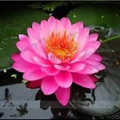 3 Adet Tohum Nadir Bulunan Pembe Lotus Çiçeği Tohumu Kaliteli Hasat Taze Nilüfer Çiçek Tohumları thumbnail 2