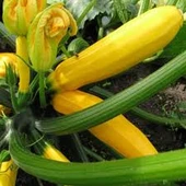 5 Adet Tohum Nadir Bulunan Sarı Endonezya Kabak Tohumu Dolmalık Kızartmalık Kabak thumbnail 2