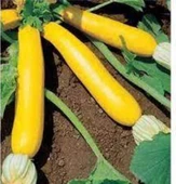 5 Adet Tohum Nadir Bulunan Sarı Endonezya Kabak Tohumu Dolmalık Kızartmalık Kabak thumbnail 3