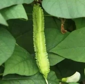 5 Adet Tohum Nadir İthal Kanatlı Fasulye Fasülye Tohumu Hediyelidir thumbnail 2