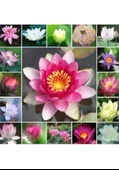 5 Adet Tohum Nadir Karışık Renkli Lotus Su Çiçeği Nilüfer Çiçeği Kaliteli Hasat - 2