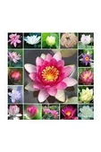 20 Adet Tohum Organik Karışık Renkli Lotus Su Çiçeği Tohumu Nilüfer Çiçek Tohumu thumbnail 2