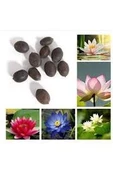 10 Adet Tohum Nadir Karışık Lotus Su Çiçeği Nilüfer Tohumu - 2
