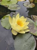 5 Adet Tohum Nadir Sarı Lotus Su Çiçeği Tohumu Kaliteli Hasat Tohumu - 1