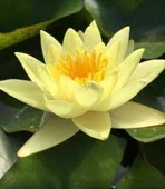 5 Adet Tohum Nadir Sarı Lotus Su Çiçeği Tohumu Kaliteli Hasat Tohumu - 2