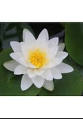 1 Adet Tohum Nadir Bulunan Beyaz Nilüfer Lotus Çiçeği Tohum Su Çiçeği thumbnail 2