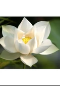 5 Adet Tohum Nadir Beyaz Lotus Su Çiçeği Tohumu Nilüfer Çiçeği Tohum - 1