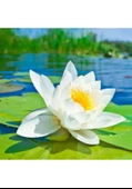 5 Adet Tohum Nadir Beyaz Lotus Su Çiçeği Tohumu Nilüfer Çiçeği Tohum - 2