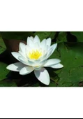 1 Adet Tohum Nadir Bulunan Beyaz Nilüfer Lotus Çiçeği Tohum Su Çiçeği thumbnail 3