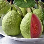 10 Adet Tohum Nadir Bulunan Guava Meyve Ağaç Tohumu Hediye Tohumludur - 2
