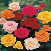 Mixed Karışık Yediveren Gül Çiçeği Fidesi (5 Fide Paper Potta) thumbnail 1