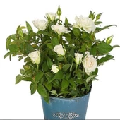 Emilia Bodur Yediveren Beyaz Gül Çiçeği Fidesi (1 adet Paper Potta) thumbnail 1