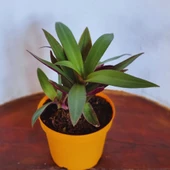 Tradescantia spathacea (İstiridye Telgraf Çiçeği) - 2