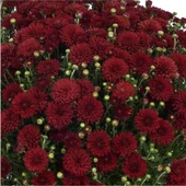 Kırmızı Renk 10-20 cm Kasımpatı thumbnail 3