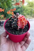 Gymnocalycium Mihanovichii Variegata köklü çok renkli kirmizi turuncu yeşil büyük koleksiyon kaktüs - 3