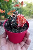Gymnocalycium Mihanovichii Variegata köklü çok renkli kirmizi turuncu yeşil büyük koleksiyon kaktüs - 2
