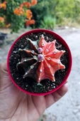 Gymnocalycium Mihanovichii Variegata köklü çok renkli kirmizi turuncu yeşil büyük koleksiyon kaktüs - 5