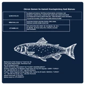Obivan Somonlu ve Hamsili Kısırlaştırılmış Kedi Maması 10 KG - 7