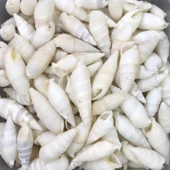 Vertagus Kiloluk Deniz Kabuğu (1 KG) - 1