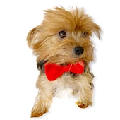 Red Red Köpek Papyonu Köpekler için papyon - 1