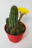 Lobivia Aurea v.Shaferi  bol yavrulu muhteşem sarı çiçekli özel tür kaktüs 8.5 cm kırmızı saksıda thumbnail 2