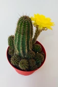 Lobivia Aurea v.Shaferi  bol yavrulu muhteşem sarı çiçekli özel tür kaktüs 8.5 cm kırmızı saksıda thumbnail 3