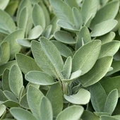 Anadolu Adaçayı (salvia Fruticosa L.) 10-20 cm thumbnail 3