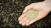 Green King Çim Tohumu 7' li Karışım İthal-10 Kg - 2