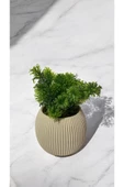DDPEST Yosunlu Mini Saksıda Yapay Çim Bitkisi Yeşil  Garnitürlü Bej Saksı Mini Boy - 1