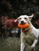 M-PETS BLOOM BALL OYUN TOPU PARÇALANMAZ ORANGE/BLUE - 3