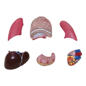 İNSAN VÜCUDU (Küçük Boy, 27 cm.) thumbnail 2