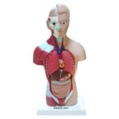 İNSAN VÜCUDU (Küçük Boy, 27 cm.) thumbnail 1