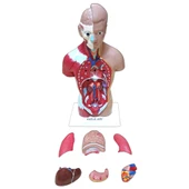 İNSAN VÜCUDU (Küçük Boy, 27 cm.) thumbnail 4