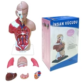 İNSAN VÜCUDU (Küçük Boy, 27 cm.) thumbnail 5