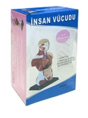 İNSAN VÜCUDU (Küçük Boy, 27 cm.) thumbnail 3