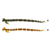Ryuji Crazy Slug 8cm Silikon Yem (10 Adet)  Standart G - 2