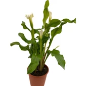 Gelin Çiçeği Gala Çiçeği Beyaz 15-25 cm thumbnail 1