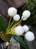 Nettenevime Yapay Çiçek Beyaz Pompon Çiçeği Dekoratif Yapay Çiçek 30*20cm thumbnail 7