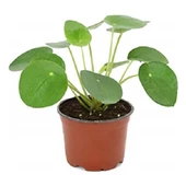 Çin Para Çiçeği Pilea 10-20 Cm - 2