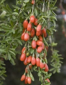 5 adet gojiberry fidanı acik kök kirmizi siyah sari meyve thumbnail 3