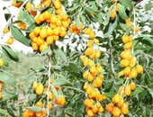 5 adet gojiberry fidanı acik kök kirmizi siyah sari meyve thumbnail 1