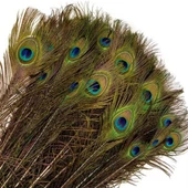 Gerçek Tavus Kuşu Tüyü 80-110 cm (31 Adet) thumbnail 1